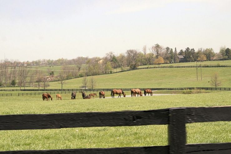 Fertilizer for pastures Fertilizer for pastures
