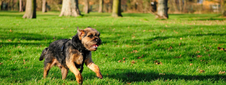 dog running