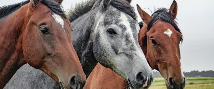 Triple Crown Horse Nutrition Seminar is Thursday, Oct. 10th