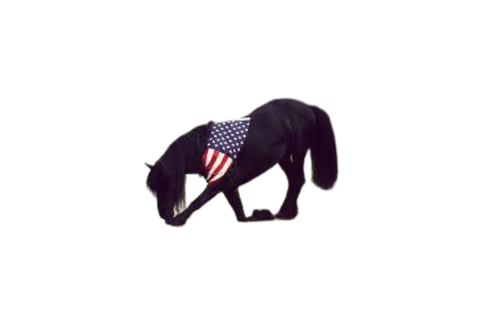 horse with American flag