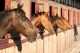 Dollarphotoclub_75794875 horses in stalls_preview