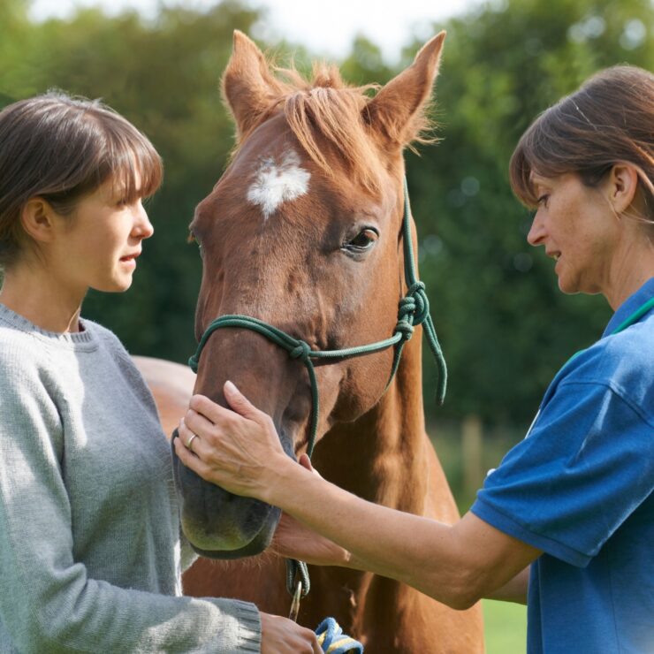 Gastric Ulcers in Horses: Search for Biomarkers, Treatments Continues. Horse being evaluated.