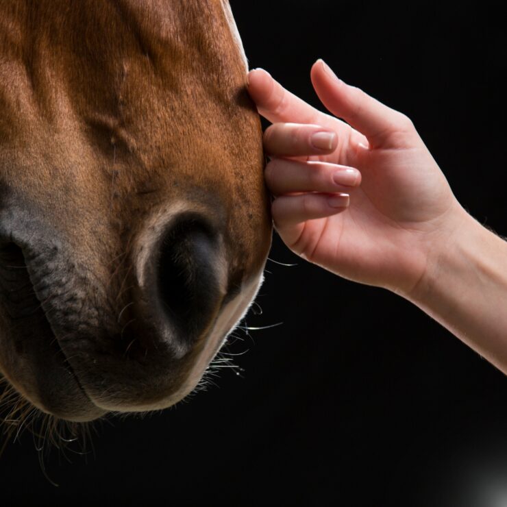 High Alert: Obesity Puts Horses at Risk for Asthma. Close up of horse nose with hand.