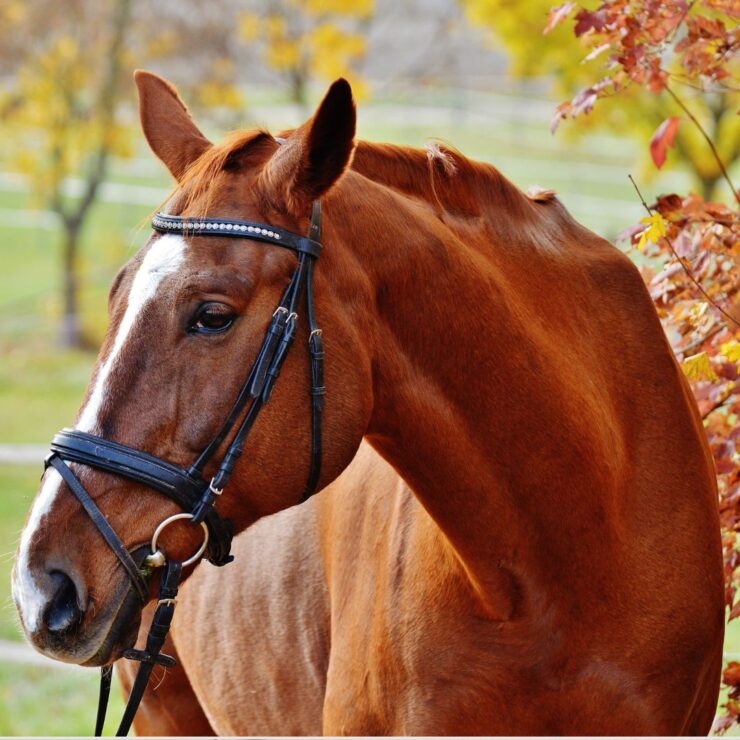 Your Horse: Avoid Being Felled by Fall Founder