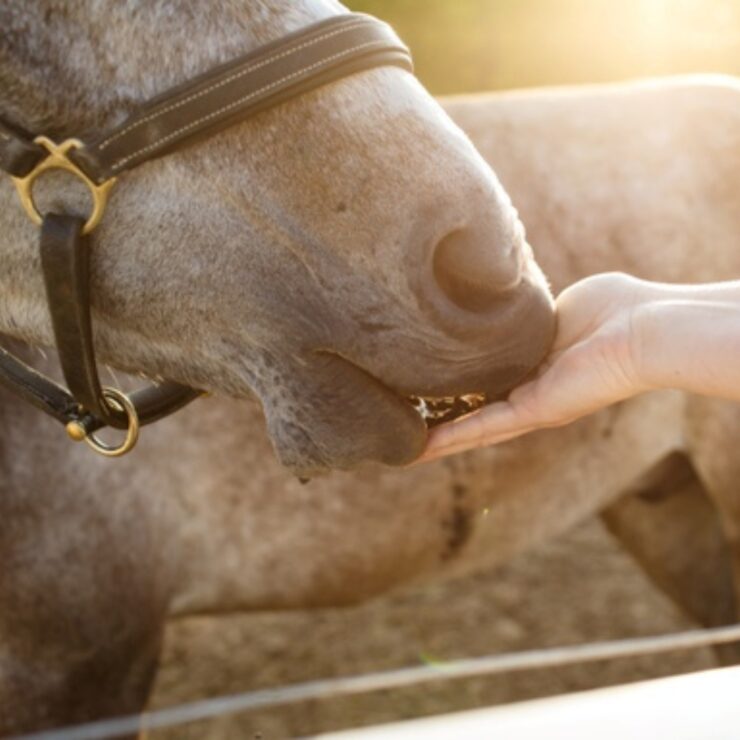 Beet Pulp: Energy Source for Horses. Horse eating from hand.