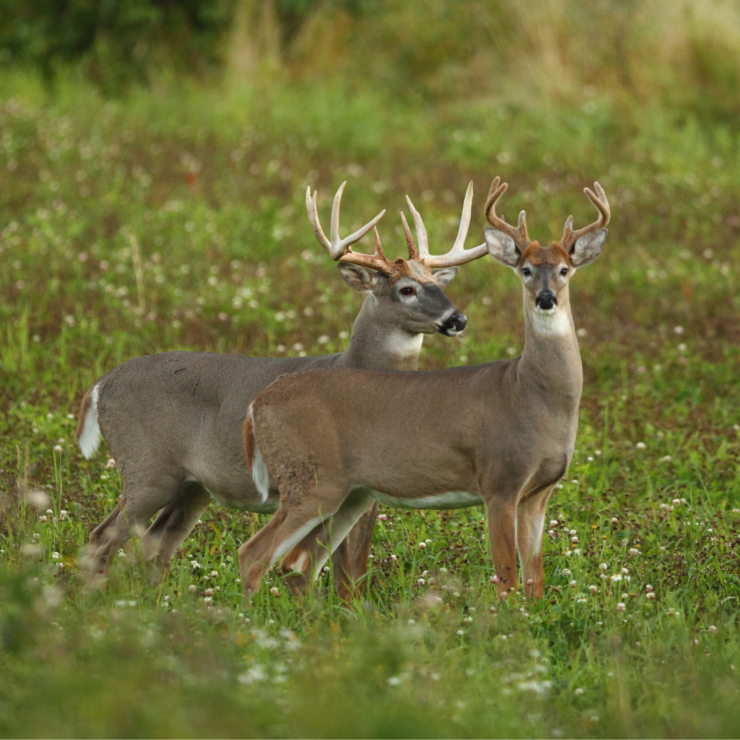 20222023 Hunting Season Dates North Fulton Feed & Seed
