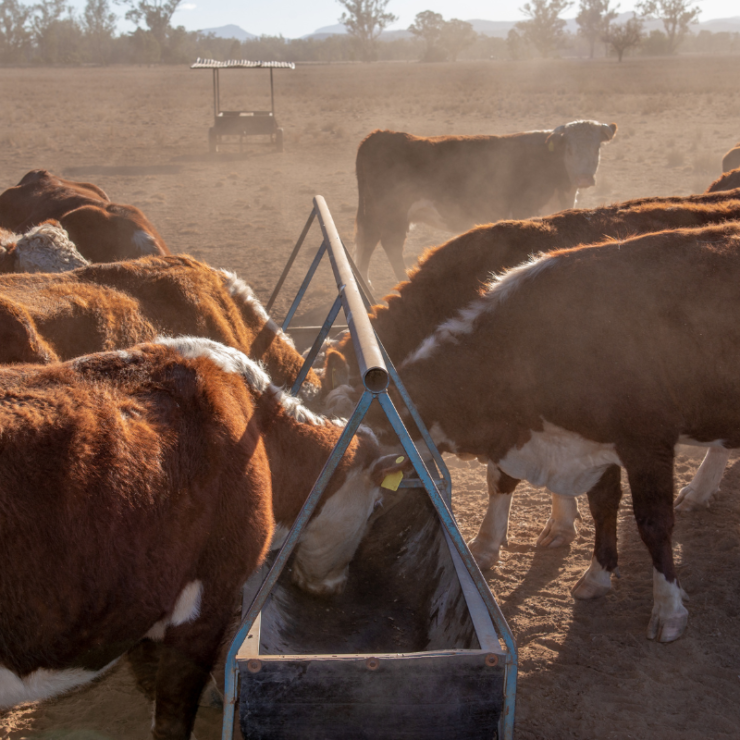 Cattle eatting from trough in drought conditions.