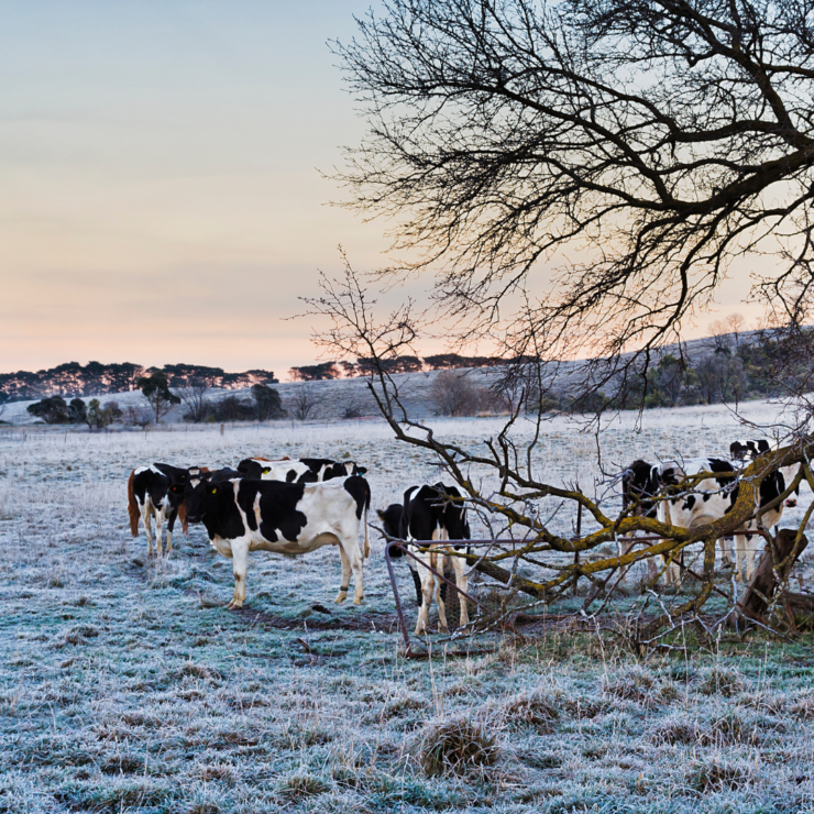 cattle in winter