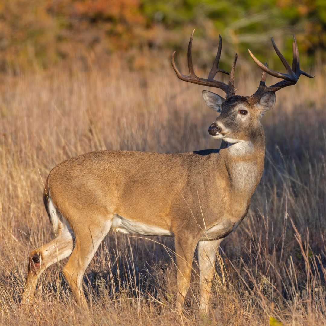 20242025 Hunting Season Dates Cherokee Feed & Seed