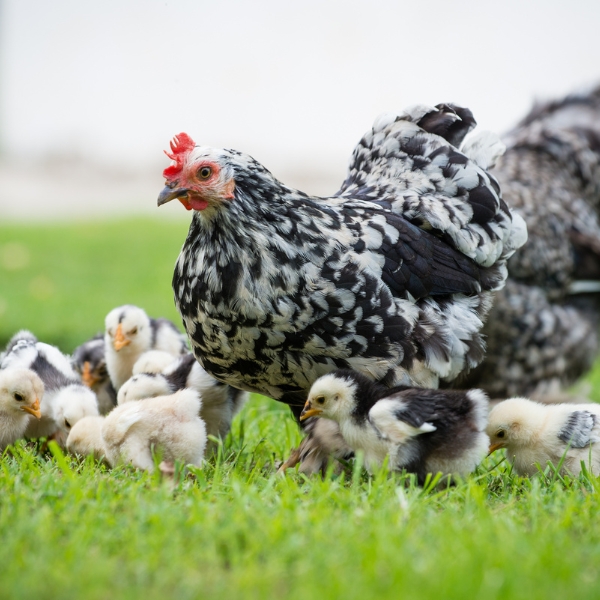 backyard flock. Hen and chicks.