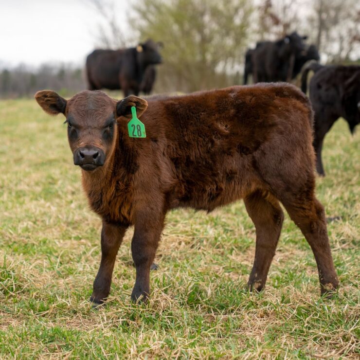 Beef calves