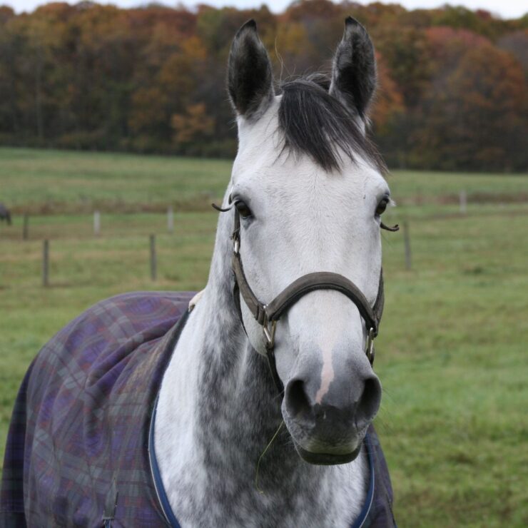 Managing Your Horse’s Water Intake in Cold Weather