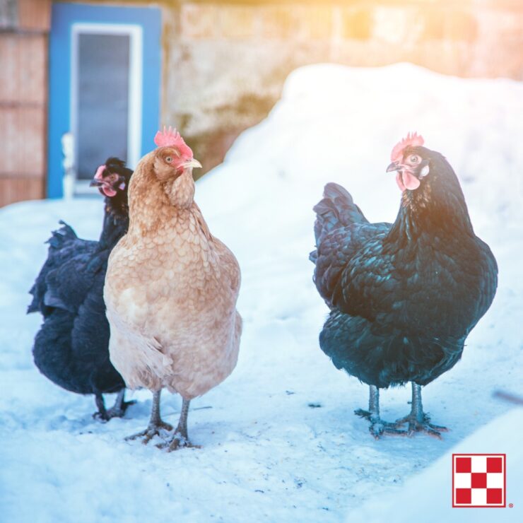 Chickens Warm in Winter Weather