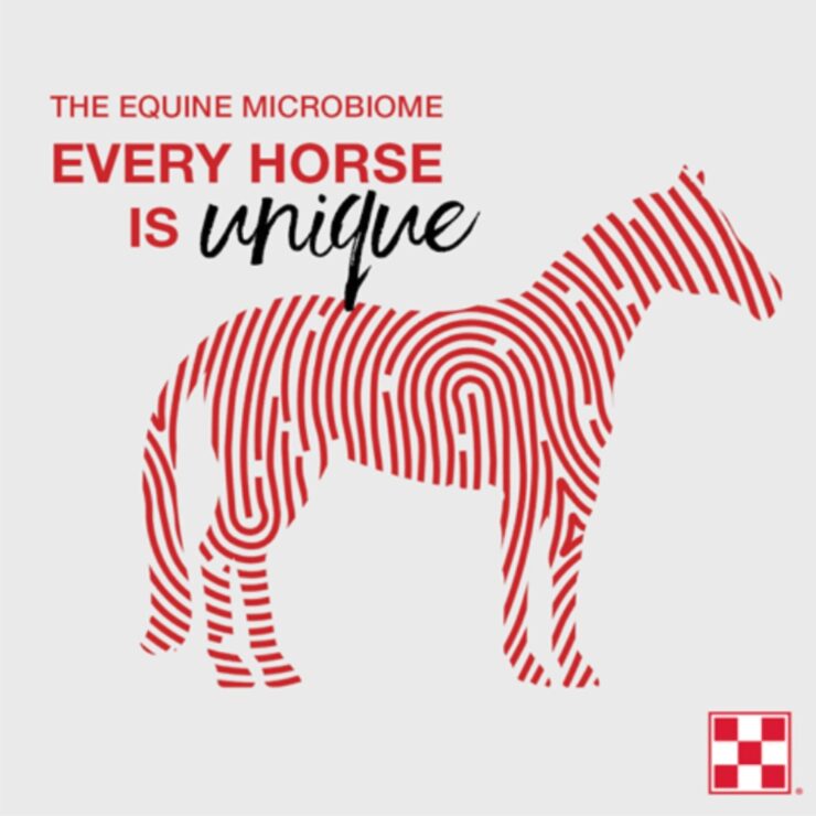 Make Microbiomes Work For You, horse