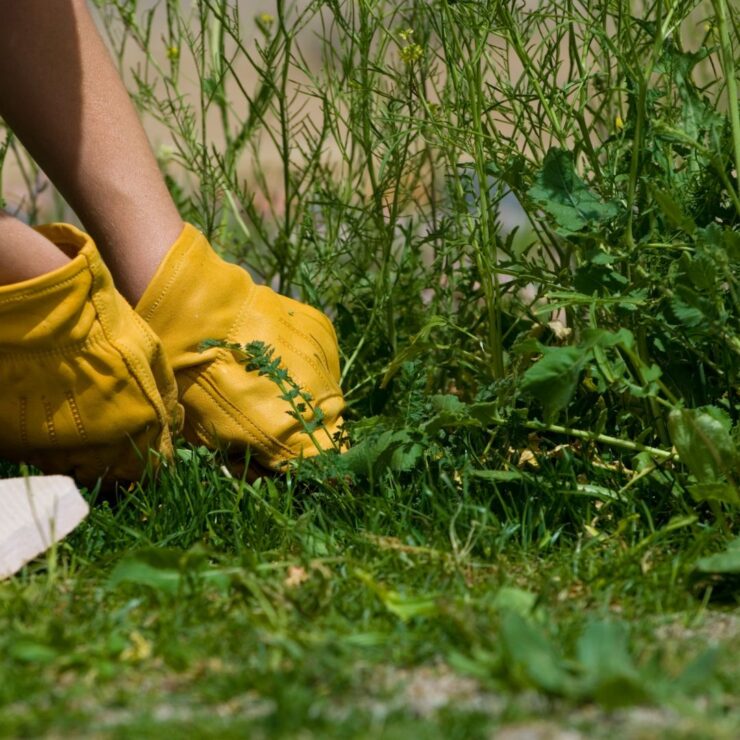 gardener pulling weeds. It's time for Thinking Ahead: Pre-emergent Herbicides