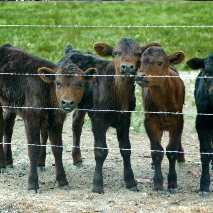 Calves behind a fence