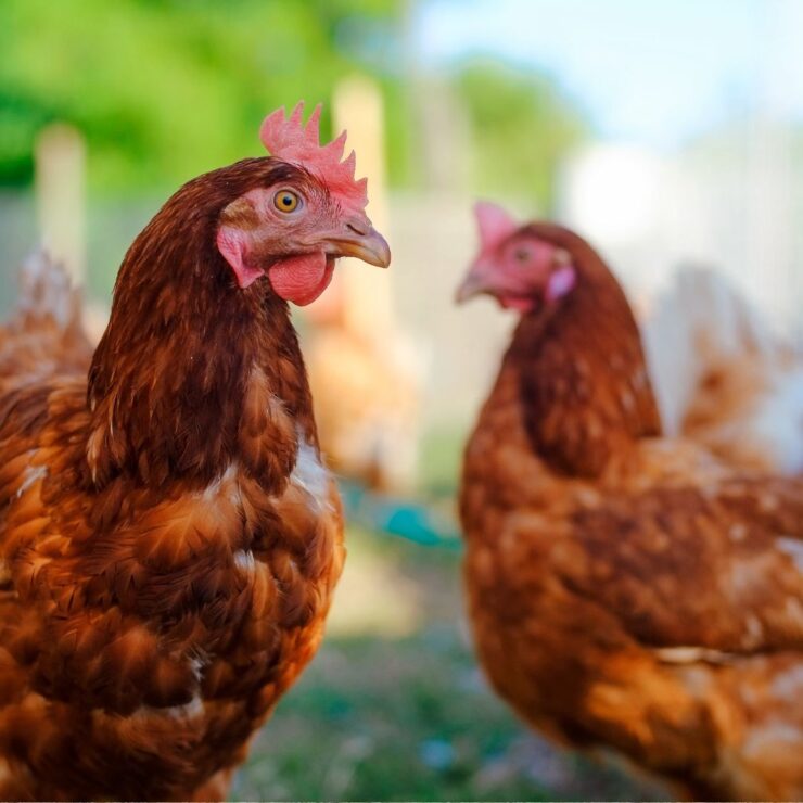 Flock of hens