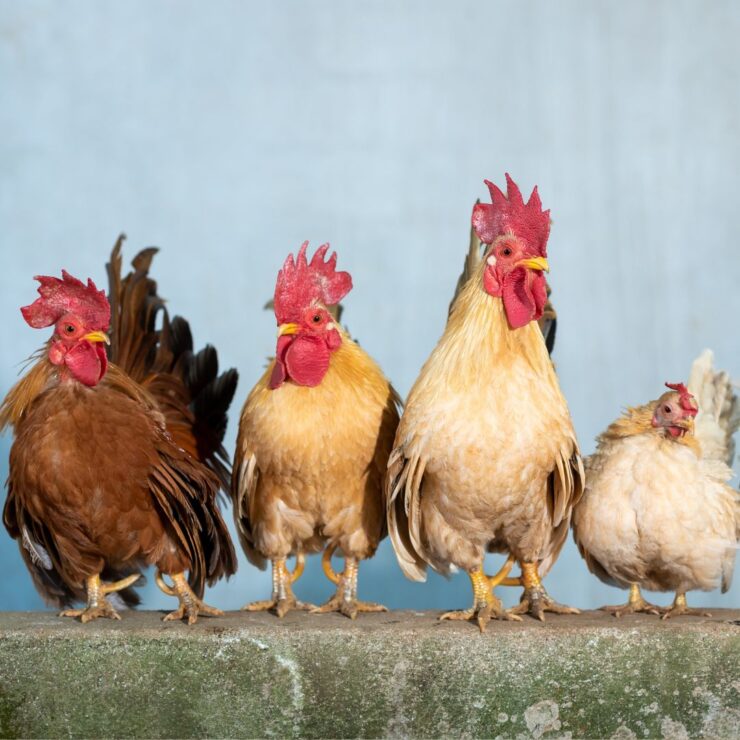 Different Types of Chickens sitting next to eachother