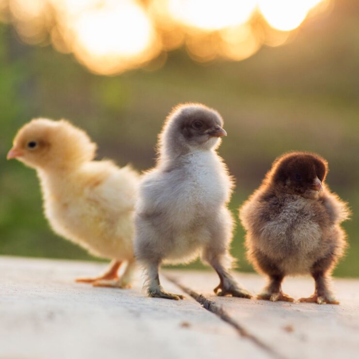 three little backyard chickens