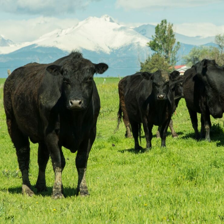 Cattle in green pastures