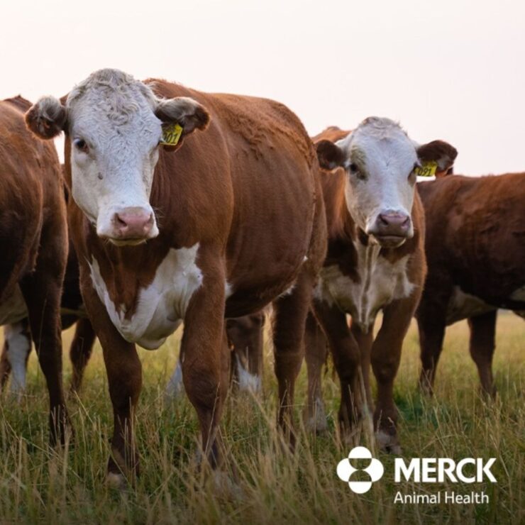 Cattle Deworming Plan by Merck
