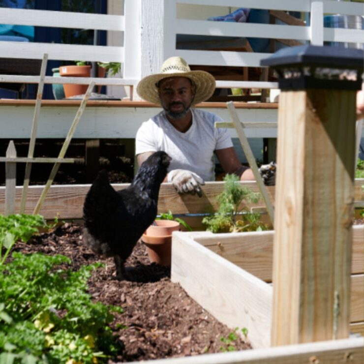 Man adding a vegetable garden with help from his chicken