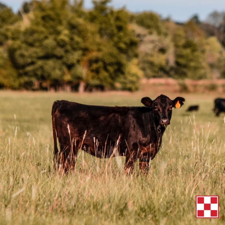 Cows in Spring pasture