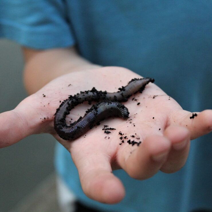 Night crawlers held in hand, Live Fishing Bait Available at Cherokee Feed