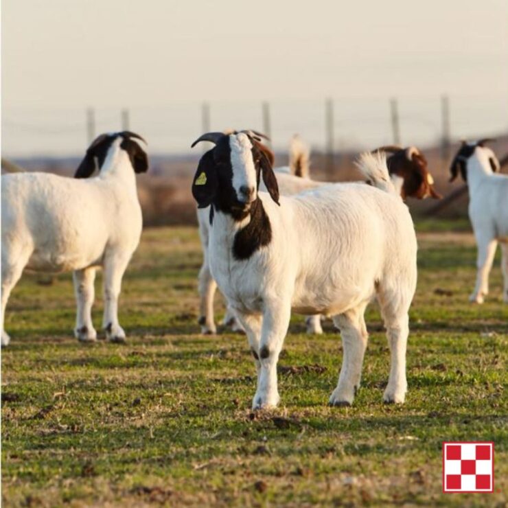 Goat standing in field 