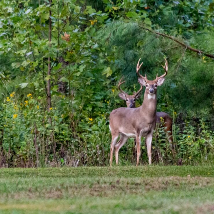 Two deer surrounded by grass and trees late spring